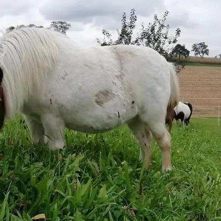 Mayr-eichberg, Familie Berndl * Wolfsbach