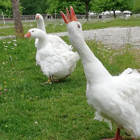 Mayr-eichberg, Familie Berndl Wolfsbach