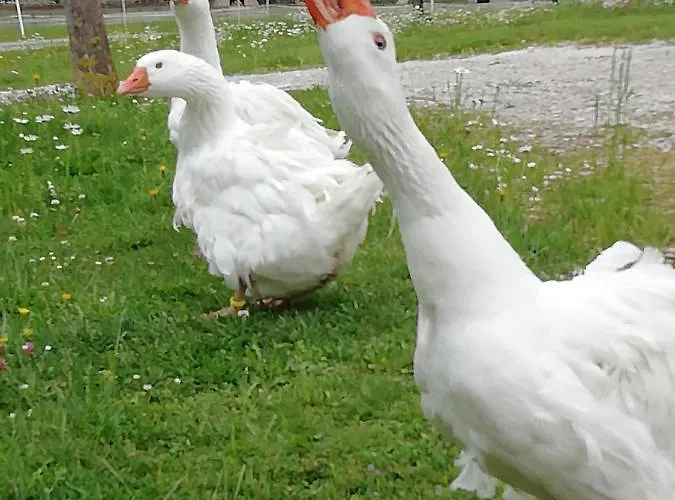 Mayr-eichberg, Familie Berndl Wolfsbach